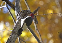 Red headed Woodpecker 0650